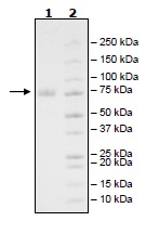 SDS-PAGE - Recombinant Human CD19 protein (Tagged) (Biotin) (AB269986)
