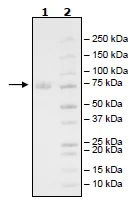 SDS-PAGE - Recombinant Human CD19 protein (Tagged) (Biotin) (AB269986)