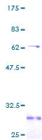 SDS-PAGE - Recombinant Human CD1a protein (GST tag N-Terminus) (AB114359)