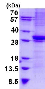 SDS-PAGE - Recombinant Human CD1b protein (His tag N-Terminus) (AB136346)