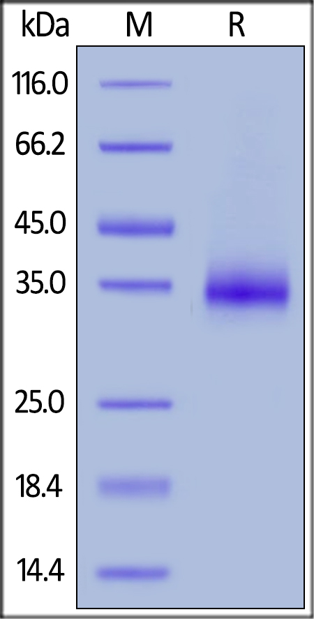 Recombinant human CD2 protein (Active)