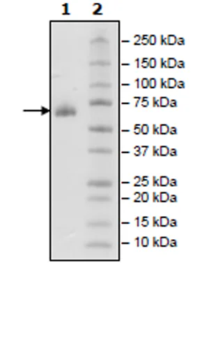 SDS-PAGE - Recombinant human CD2 protein (Active) (Biotin) (Fc tag C-Terminus + Avi tag C-Terminus) (AB271412)
