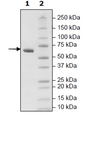 SDS-PAGE - Recombinant Human CD2 protein (Avi tag C-Terminus + Fc tag C-Terminus) (AB271411)