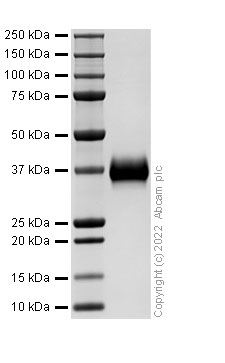 SDS-PAGE - Recombinant Human CD2 protein (His tag) (Active) (AB307478), expandable thumbnail