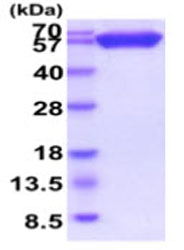 SDS-PAGE - Recombinant Human CD200 / OX2 protein (AB219476)
