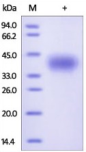 SDS-PAGE - Recombinant human CD200 / OX2 protein (Active) (AB174024), expandable thumbnail