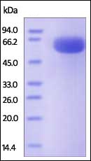 SDS-PAGE - Recombinant Human CD200 / OX2 protein (Fc Chimera) (AB221234), expandable thumbnail