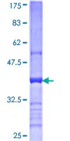 SDS-PAGE - Recombinant Human CD200 / OX2 protein (GST tag N-Terminus) (AB152536)
