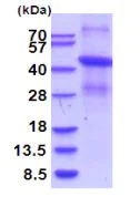 SDS-PAGE - Recombinant Human CD204 protein (denatured) (AB203525)