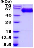 SDS-PAGE - Recombinant Human CD204 protein (His tag C-Terminus) (AB219232)