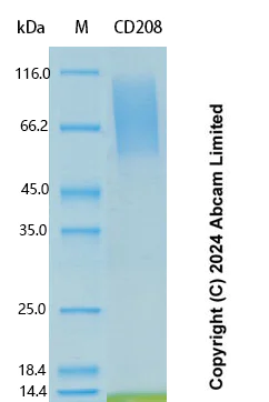 SDS-PAGE - Recombinant Human CD208 Protein Standard (His tag) (AB323121)