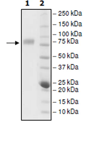 SDS-PAGE - Recombinant human CD226 protein (Active) (Biotin) (AB271541)