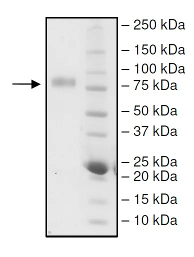 SDS-PAGE - Recombinant Human CD226 protein (Fc tag C-Terminus) (AB271540)