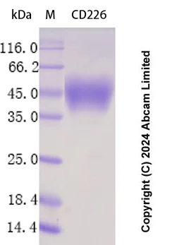 SDS-PAGE - Recombinant Human CD226 Protein Standard (His tag) (AB323143)