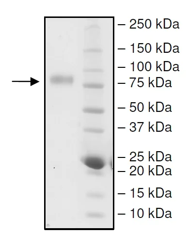 SDS-PAGE - Recombinant Human CD226 protein (Tagged) (AB271540)