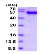 SDS-PAGE - Recombinant Human CD229 protein (His tag) (AB219445)