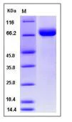 SDS-PAGE - Recombinant Human CD239/BCAM protein (His tag) (AB276233)