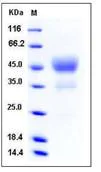 SDS-PAGE - Recombinant Human CD24 protein (Fc Chimera) (AB276353)