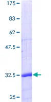 SDS-PAGE - Recombinant Human CD24 protein (GST tag N-Terminus) (AB158052)