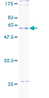 Recombinant Human CD27 protein