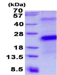 SDS-PAGE - Recombinant Human CD27 protein (denatured) (AB134551)