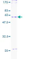 SDS-PAGE - Recombinant Human CD27 protein (GST tag N-Terminus) (AB114342)