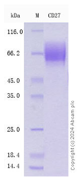 SDS-PAGE - Recombinant Human CD27 Protein Standard (His tag) (AB316470), expandable thumbnail