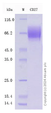 SDS-PAGE - Recombinant Human CD27 Protein Standard (His tag) (AB316470)