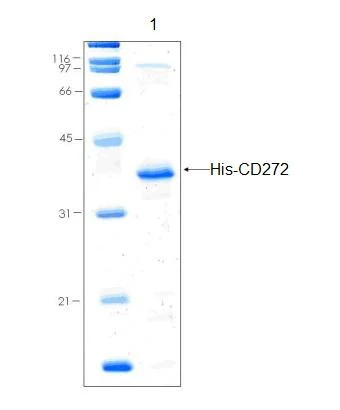 SDS-PAGE - Recombinant Human CD272/BTLA protein (AB92923)
