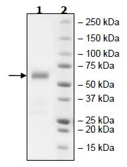 SDS-PAGE - Recombinant human CD272/BTLA protein (Active) (Biotin) (Fc tag C-Terminus + Avi tag C-Terminus) (AB271393)