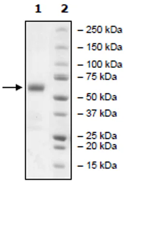 SDS-PAGE - Recombinant Human CD272/BTLA protein (Avi tag C-Terminus) (AB271392)
