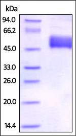 SDS-PAGE - Recombinant human CD272/BTLA protein (Fc Chimera Active) (AB219719), expandable thumbnail