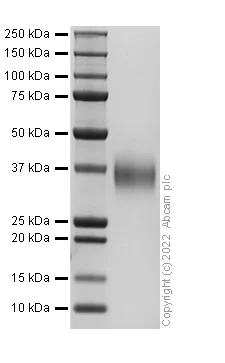 SDS-PAGE - Recombinant Human CD276 Protein (AB307810)