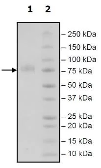 SDS-PAGE - Recombinant Human CD276 protein (Avi tag C-Terminus + His tag C-Terminus) (AB271420)
