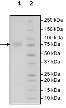 SDS-PAGE - Recombinant Human CD276 protein (Biotin) (Avi tag C-Terminus + His tag C-Terminus) (AB271421)
