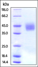 SDS-PAGE - Recombinant Human CD276 protein (His tag) (AB220448), expandable thumbnail