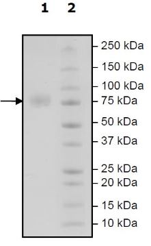 SDS-PAGE - Recombinant Human CD276 protein (Tagged) (Biotin) (AB271421), expandable thumbnail
