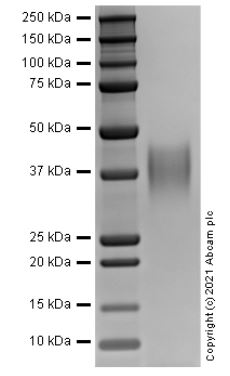 Recombinant human CD28 protein