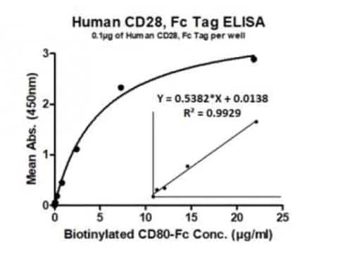 ELISA - Recombinant human CD28 protein (Active) (AB286013)