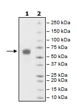 SDS-PAGE - Recombinant Human CD28 protein (Fc tag C-Terminus + Avi tag C-Terminus) (AB198634)