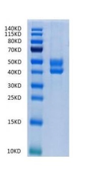 SDS-PAGE - Recombinant human CD3 epsilon + CD3D protein (Active) (AB286041), expandable thumbnail