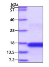 SDS-PAGE - Recombinant Human CD3 epsilon protein (AB139219)