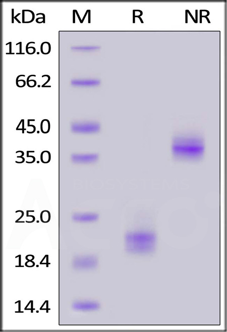 SDS-PAGE - Recombinant human CD3 epsilon protein (Active) (AB167755), expandable thumbnail