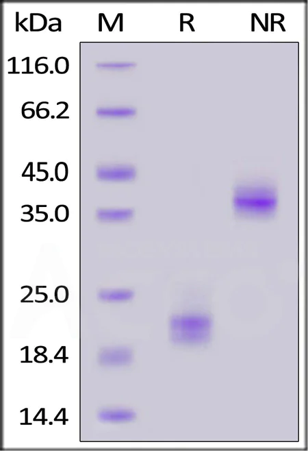 SDS-PAGE - Recombinant human CD3 epsilon protein (Active) (AB167755)
