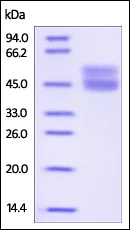 SDS-PAGE - Recombinant Human CD3 epsilon protein (Fc Chimera His Tag) (AB220590)