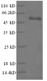 SDS-PAGE - Recombinant Human CD3 epsilon protein (GST Tag) (AB238383)
