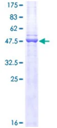 SDS-PAGE - Recombinant Human CD3 epsilon protein (GST tag N-Terminus) (AB114153)