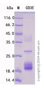 SDS-PAGE - Recombinant Human CD3 Epsilon Protein Standard (His tag) (AB316501)
