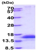 SDS-PAGE - Recombinant Human CD3 protein (His tag) (AB229518)