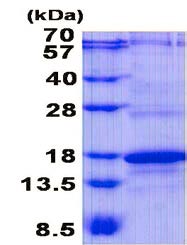 SDS-PAGE - Recombinant Human CD3 zeta protein (AB139254)